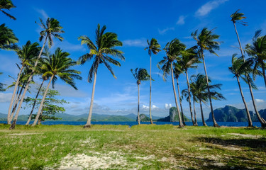 Fototapeta premium Coconut trees on Coron Island, Philippines