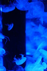 水族館のインテリア