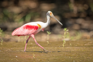 Roseate spoonbill in the wild