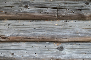 old tree. wooden house in termites. texture.