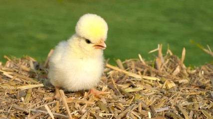 4K Video clip of one cute yellow chick, baby Poland Chicken, sitting on a hay bale outside in golden summer sunshine