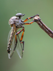 nature macro photography. namely thek art of taking pictures according to existing circumstances.