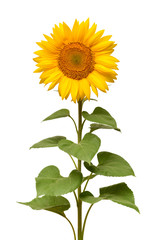 Sunflower isolated on white background. Sun symbol. Flowers yellow, agriculture. Seeds and oil. Flat lay, top view. Bio. Eco. Creative