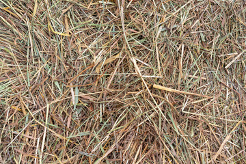 Dried yellow straw. Texture of hay and straw.