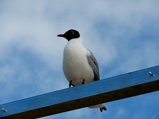 Seagull close-up, against the sky