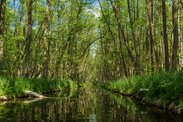 Obraz premium Tolle Natur auf der Mecklenburger Seenplatte auf der Schwaanhavel