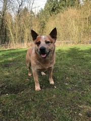 australien cattel dig