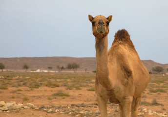 Frontansicht Kamel in freier Wildbahn