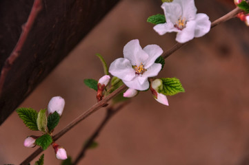 Apple tree blossoms with green leaves. Spring flowers. Beautifully blossoming tree branch. with a natural colored background
