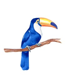 Toucan. Blue bird on branch. Watercolor illustration, isolated on white