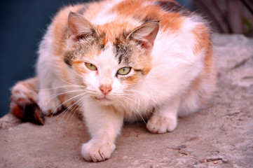 Homeless animals series. Red stray cat. Cats and veterinary medicine. The problem of street animals. Treatment of cats