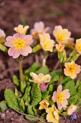 Perennial primrose or primula in the spring garden. Spring flowers, primula polyanthus. Primroses in spring woods. The beautiful colors primrose flowers garden