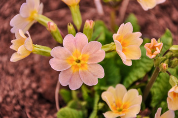 Perennial primrose or primula in the spring garden. Spring flowers, primula polyanthus. Primroses in spring woods. The beautiful colors primrose flowers garden