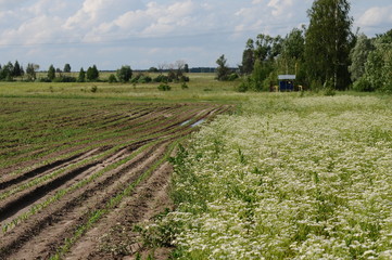 green rice field in spring