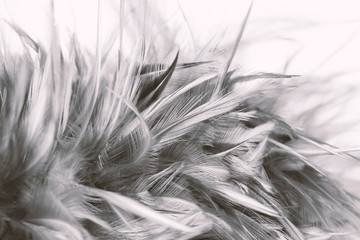 Obraz premium Gray chicken feathers in soft and blur style for the background, black and white