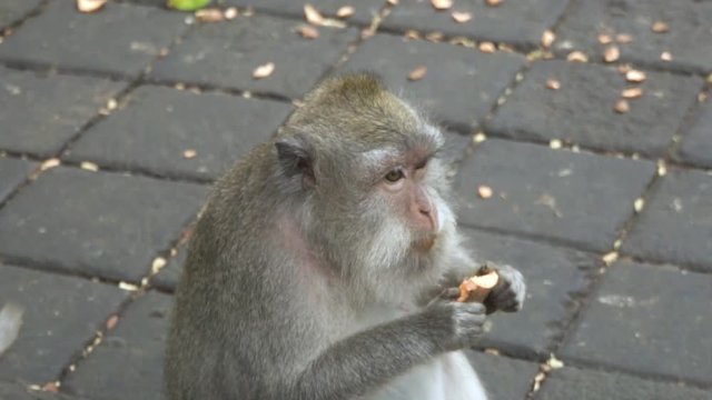 Serious monkey eats batata - slow motion.