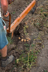 Culture de la pomme de terre