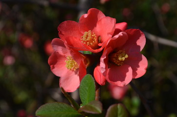 Close up of  Japanese Flowering Quince red flowers in a garden in a sunny spring day