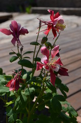 Close up of a little bush of red Aquilegia Vulgaris, European columbine flowers in garden in a sunny spring day