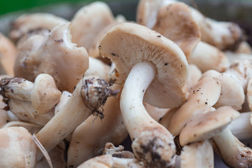 Champignons de Paris