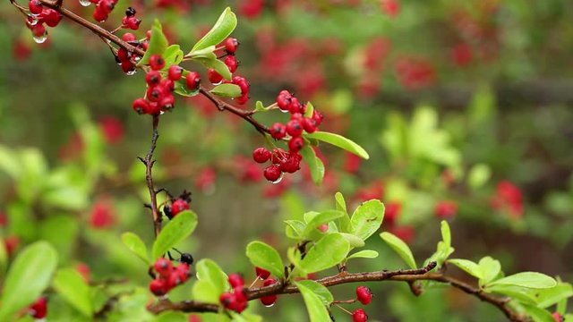 Cotoneaster pannosus red winterberries on a rainy day