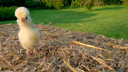 4K Video clip of one cute yellow chick, baby Poland Chicken, sitting on a hay bale outside in golden summer sunshine