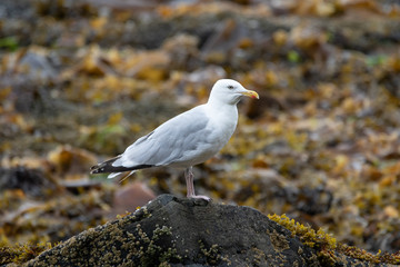 Common Gull on coastal rock