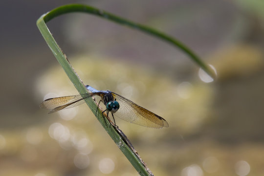 Dragonfly on reed