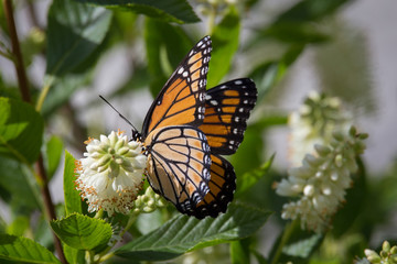 Monarch butterfly on shrub