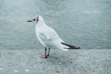 A bird in Ireland