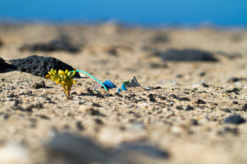 Plastikmüll Fuertventura