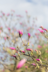 Magnolia flower buds in the garden