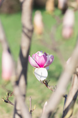 Pink magnolia flower inside tree branches