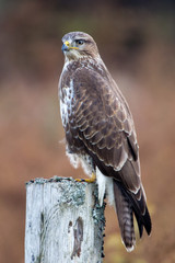 Buzzard on fence post