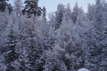 Obraz premium frozen trees