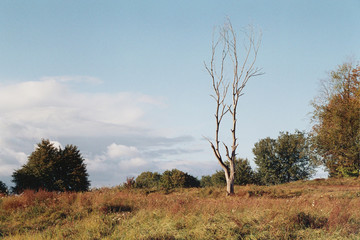 Dried tree on the background of the autumn landscape