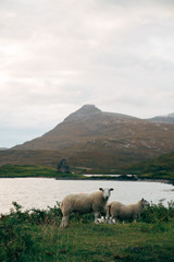 A sheep in front of a castle 