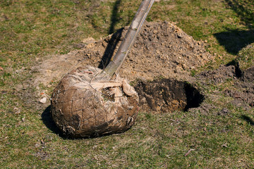 Young deciduous tree with a root ball wrapped in burlap ready to be planted in a digged hole on a spring day
