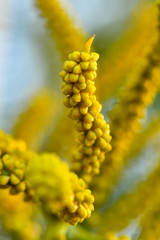 Green palm tree seeds close up