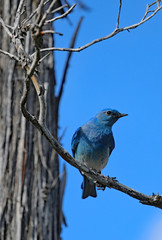 Mountain bluebird