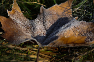 frost auf dem Blatt
