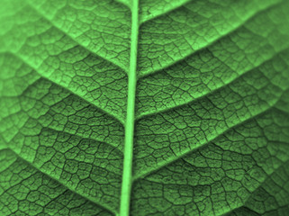 Plant leaf macro natural background.