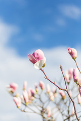 A blooming pink magnolia flower