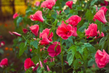 vibrant pink flowers in a garden  at the sunset