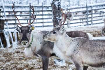 White deer in winter farm