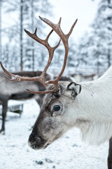 Obraz premium Close-up of a reindeer.