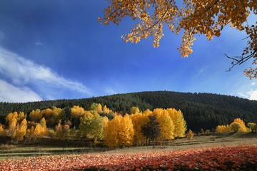 Obraz premium Autumn forest and village photos.artvin turkey 