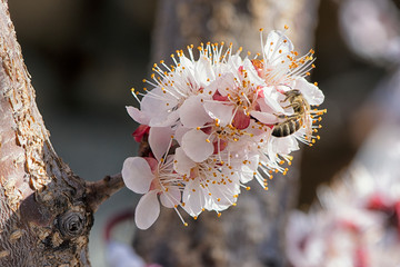 Pollination of a fruit tree.