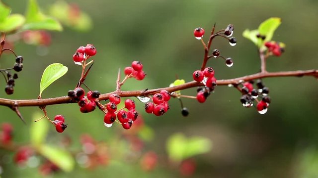 Cotoneaster pannosus - red winterberries on a rainy day