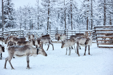Reindeer in winter at the polar circle
